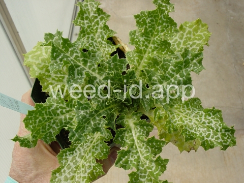 milkthistle, blessed